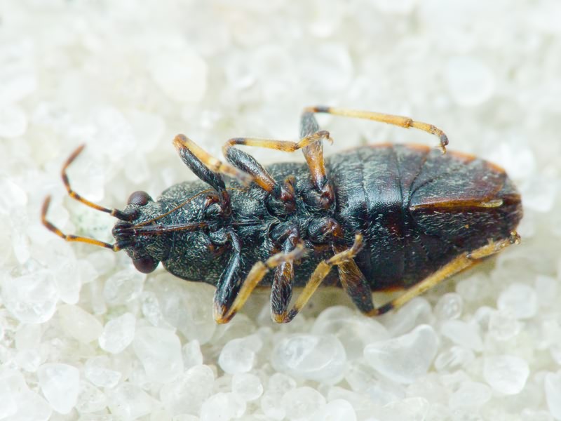 Heterogaster artemisiae Schilling, 1829